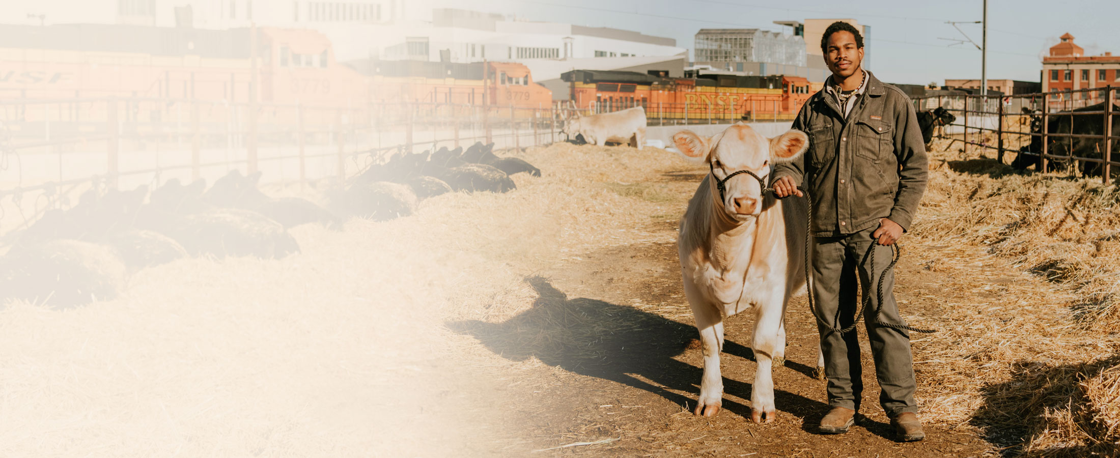 A man wearing a gray canvas jacket and pants and Frontline HiViz 11” Waterproof boot, leading a show cow to the pens.